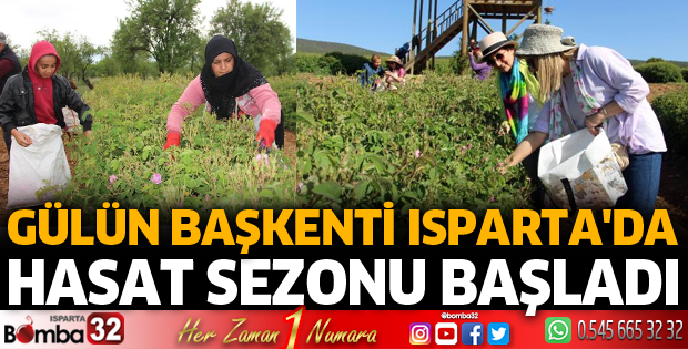 Gülün başkenti Isparta'da hasat başladı