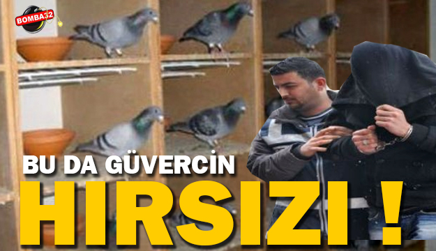 Güvercin hırsızı yakalandı