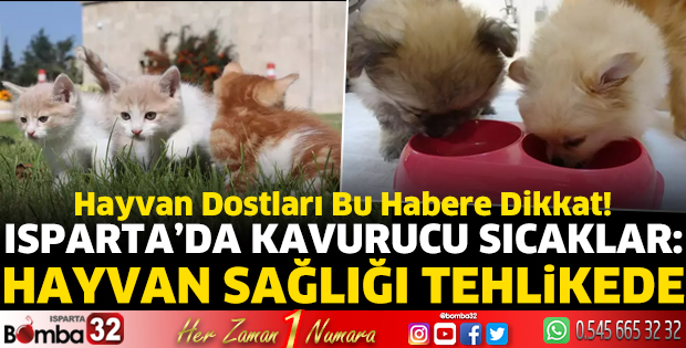 Hayvan dostları dikkat!