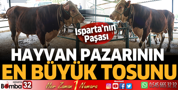 Hayvan Pazarının en büyük tosunu