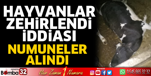 Hayvanlar Zehirlendi İddiası
