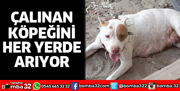 HER YERDE KÖPEĞİNİ ARIYOR