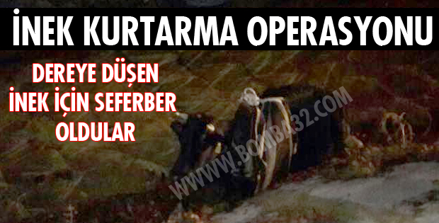 İNEK KURTARMA OPERASYONU