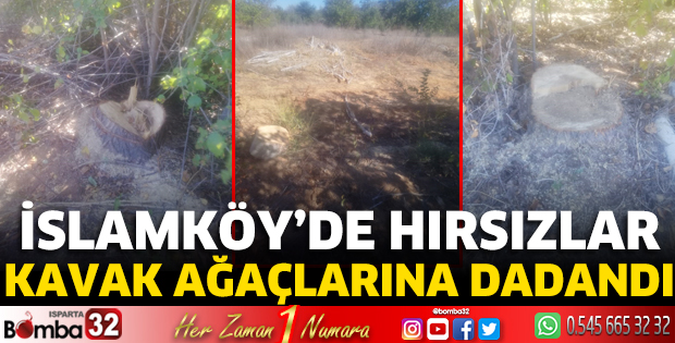 İslamköy'de hırsızlar kavak ağaçlarına dadandı 