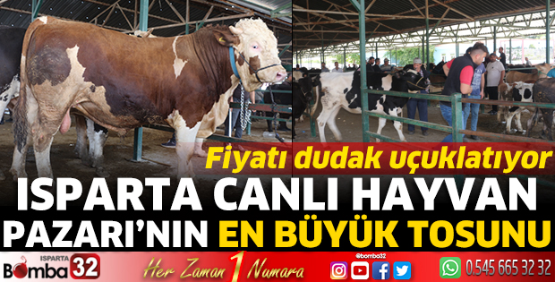 Isparta Canlı Hayvan Pazarı’nın en büyük tosunu