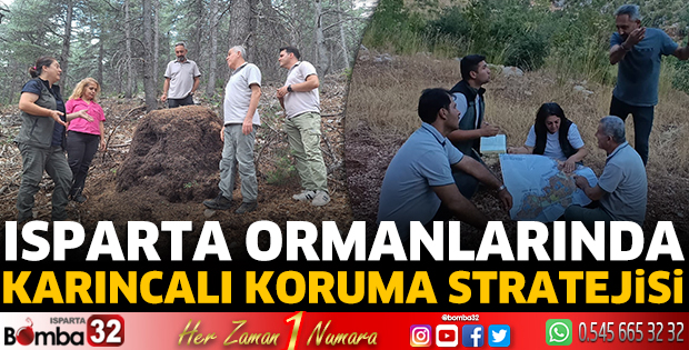 Isparta ormanlarında karınca stratejisi