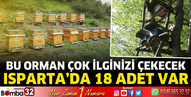 Isparta’da 18 adet bal ormanı var