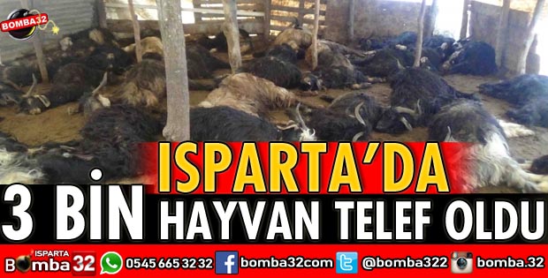 ISPARTA’DA 3 BİN HAYVAN TELEF OLDU
