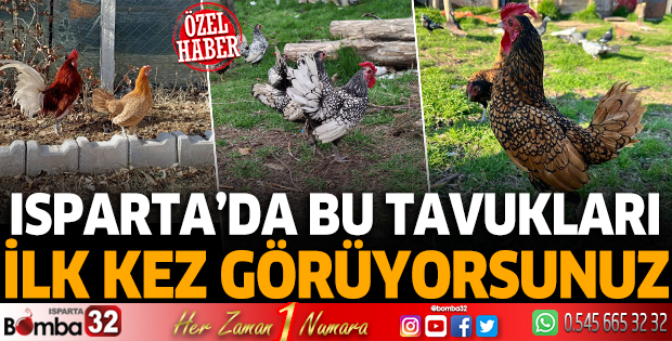 Isparta’da bu tavukları ilk kez görüyorsunuz