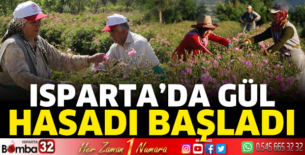 Isparta’da gül hasadı başladı