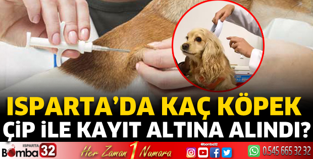 Isparta’da kaç köpek çip takılarak kayıt altına alındı?