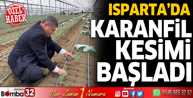 Isparta’da karanfil kesimi 