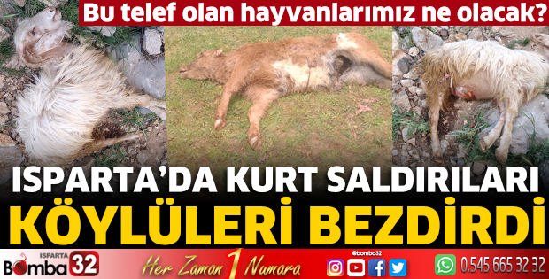 Isparta’da kurt saldırıları köylüleri bezdirdi