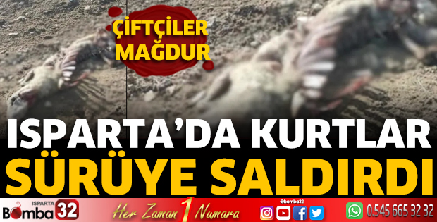 Isparta’da kurtlar sürüye saldırdı  