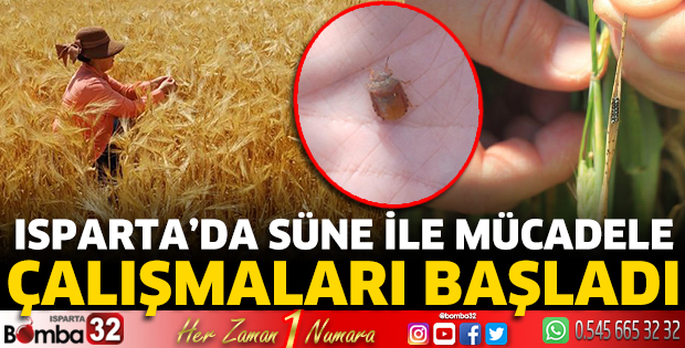 Isparta’da Süne ile mücadele çalışmaları başladı
