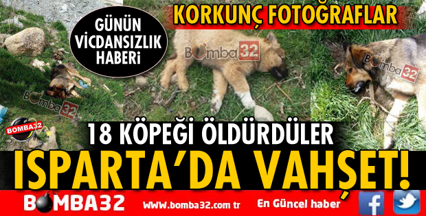 ISPARTA’DA VAHŞET! HAYVANLARI ZEHİRLEDİLER
