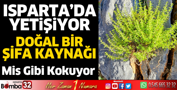 Isparta’da yetişen doğal şifa kaynağı