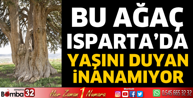 Isparta’nın kokulu ardıç ağacı