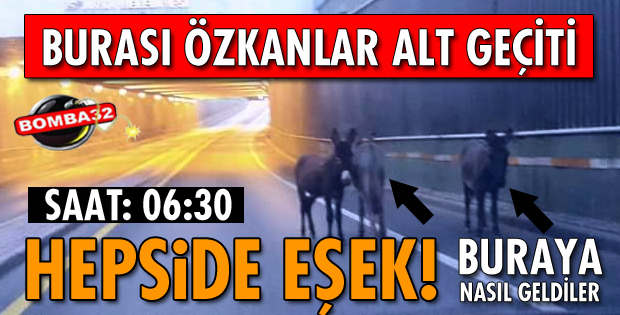 ISPARTA'DA 3 EŞEK ŞAŞKINLIK YARATTI