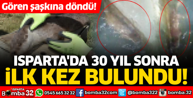 Isparta'da 30 yıl sonra ilk kez bulundu