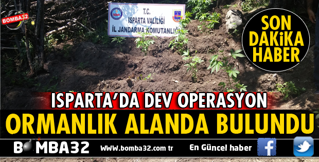 ISPARTA'DA 488 KÖK KENEVİR BİTKİSİ ELE GEÇİRİLDİ