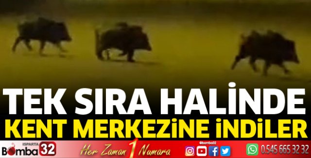 Isparta'da aç kalan domuzlar şehre indi