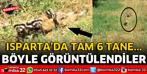 ISPARTA'DA ALACA SANSARLAR GÖRÜNTÜLENDİ