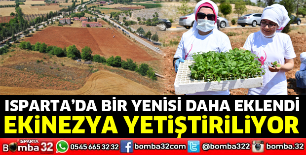 Isparta'da artık ekinezya yetiştiriliyor