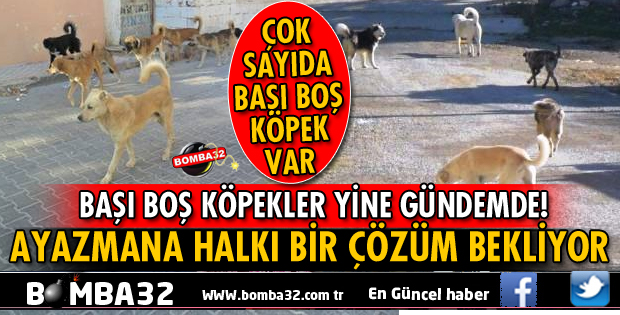 ISPARTA'DA BAŞI BOŞ KÖPEKLER HALKI TEDİRGİN EDİYOR