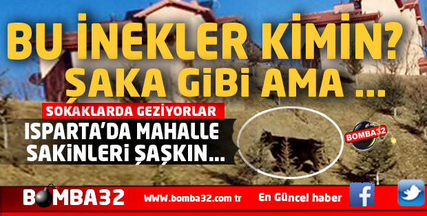 ISPARTA'DA BU İNEKLER KİMİN ?