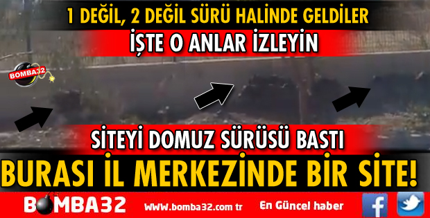 ISPARTA'DA DOMUZ PANİĞİ