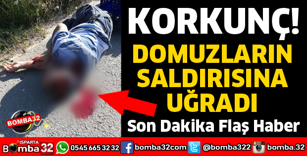 ISPARTA'DA DOMUZLARIN SALDIRISINA UĞRADI
