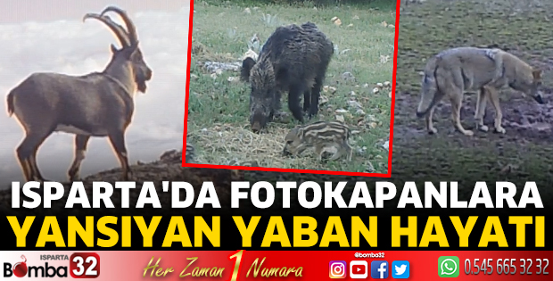 Isparta'da fotokapanlara yansıyan yaban hayatı