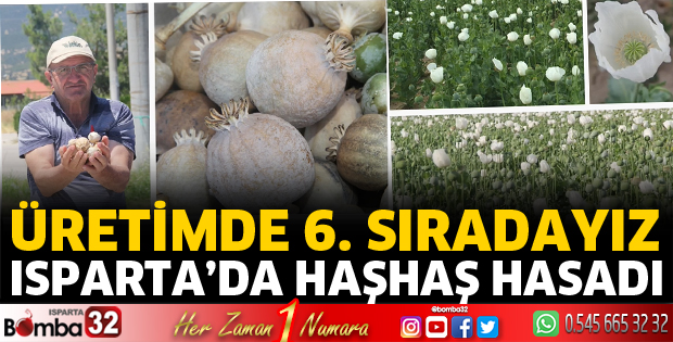 Isparta'da haşhaş hasadı