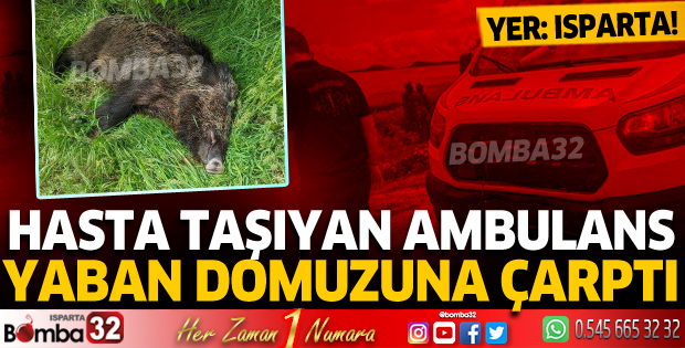 Isparta'da hasta taşıyan ambulans domuza çarptı!