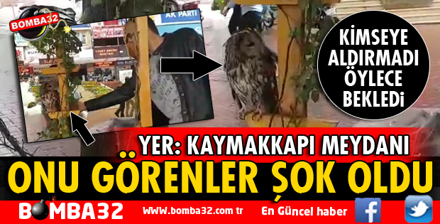 ISPARTA'DA ISLANMIŞ BAYKUŞU GÖRENLER GÖZLERİNE İNANAMADI
