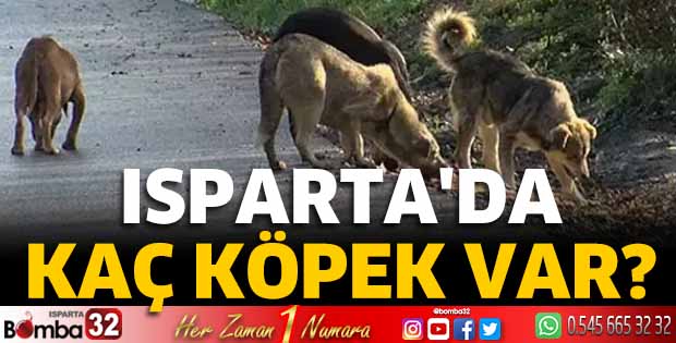Isparta'da kaç köpek var?