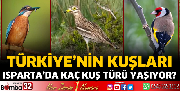 Isparta'da kaç kuş türü yaşıyor