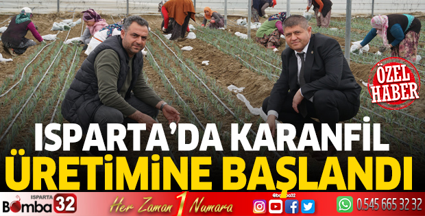 Isparta'da karanfil üretimi başladı