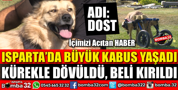 ISPARTA'DA KÖPEĞİ KÜREKLE DÖVÜP BELİNİ KIRDILAR
