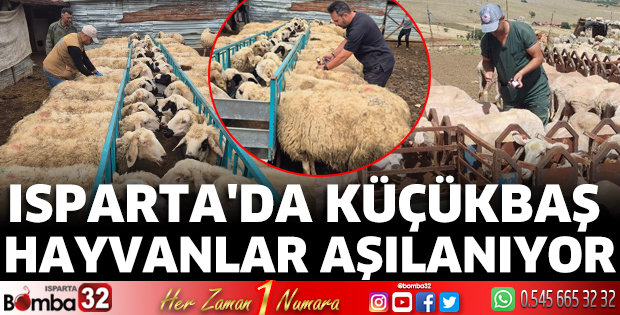Isparta'da küçükbaş hayvanlar aşılanıyor