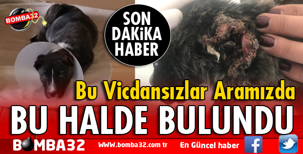 ISPARTA'DA KULAKLARI KESİLMİŞ KÖPEK BULUNDU