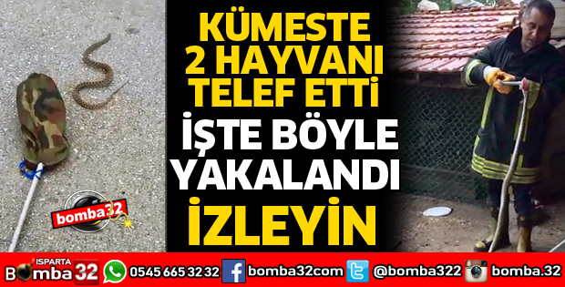 ISPARTA'DA KÜMESTE YILAN OPERASYONU