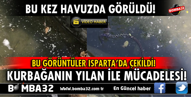 ISPARTA'DA KURBAĞA İLE YILANIN MÜCADELESİ