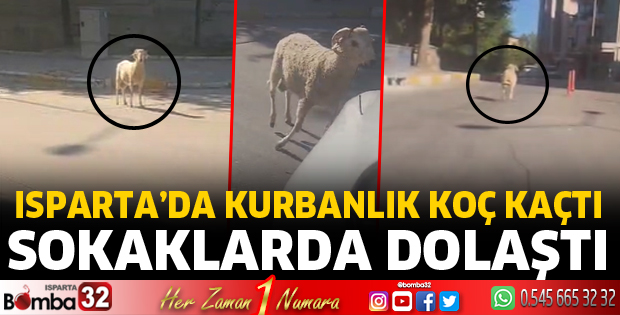 Isparta'da kurbanlık koç kaçtı