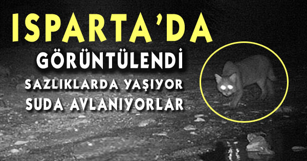 Isparta'da Saz Kedisi Görüntülendi