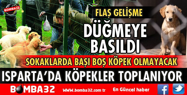 ISPARTA'DA SOKAK HAYVANLARI TOPLANIYOR