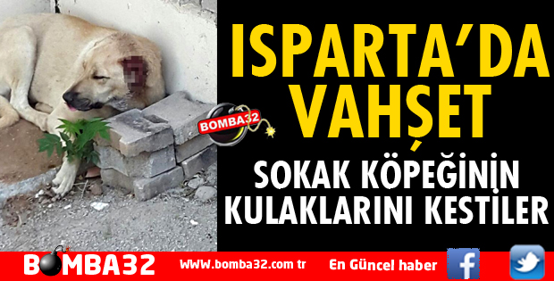 ISPARTA'DA SOKAK KÖPEĞİNİN KULAKLARINI KESTİLER