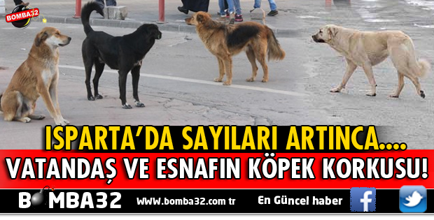 ISPARTA'DA VATANDAŞ VE ESNAFIN KÖPEK KORKUSU!
