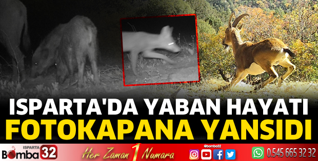 Isparta'da yaban hayvanları fotokapana yansıdı